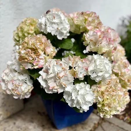 Lejlighed Linneweber Willingen (Upland)